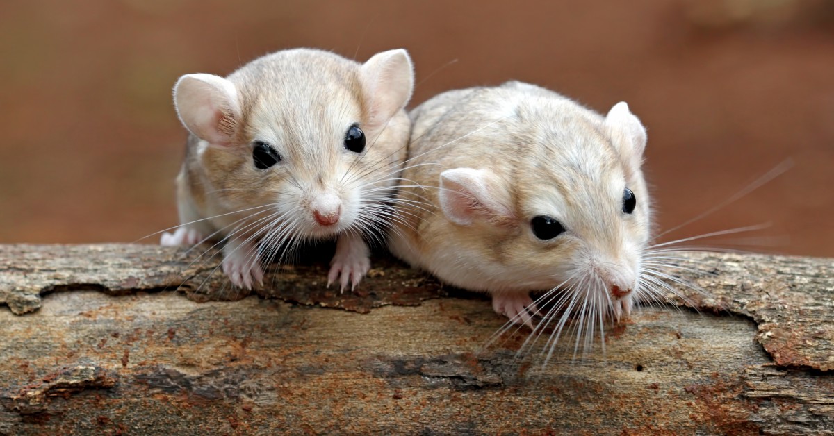 Keeping and Caring for Your Pet Gerbil