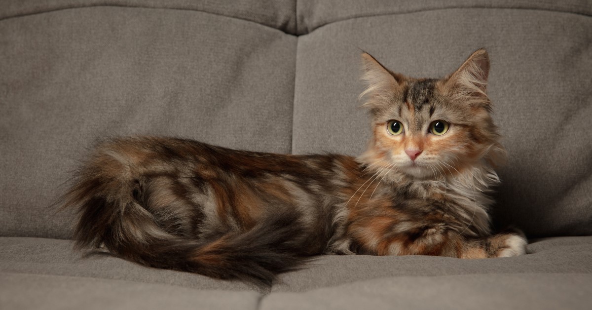 Hypoallergenic Cats: Purrfect Breeds for Allergy Sufferers