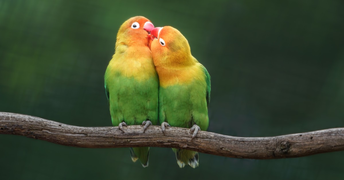 Creating a Safe and Enriching Cage for Your Lovebirds