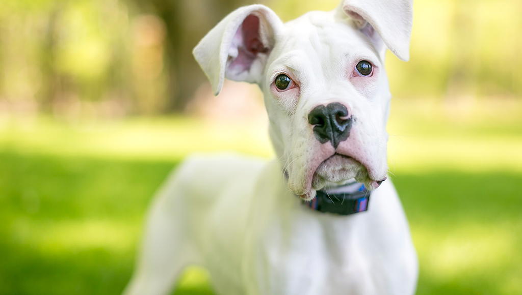 Dispelling the Myths: Living with a Deaf Dog - Part I