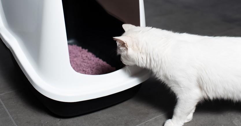 Ask Dr. Jenn: How Can I Stop My Cat from Peeing Outside the Litter Box?