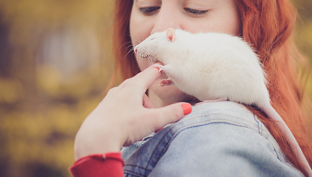 Rats Make Great Pets!