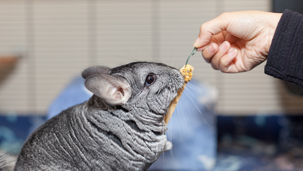 Delightful, Adorable Chinchillas