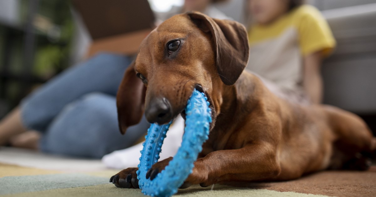 best chew toys puppies