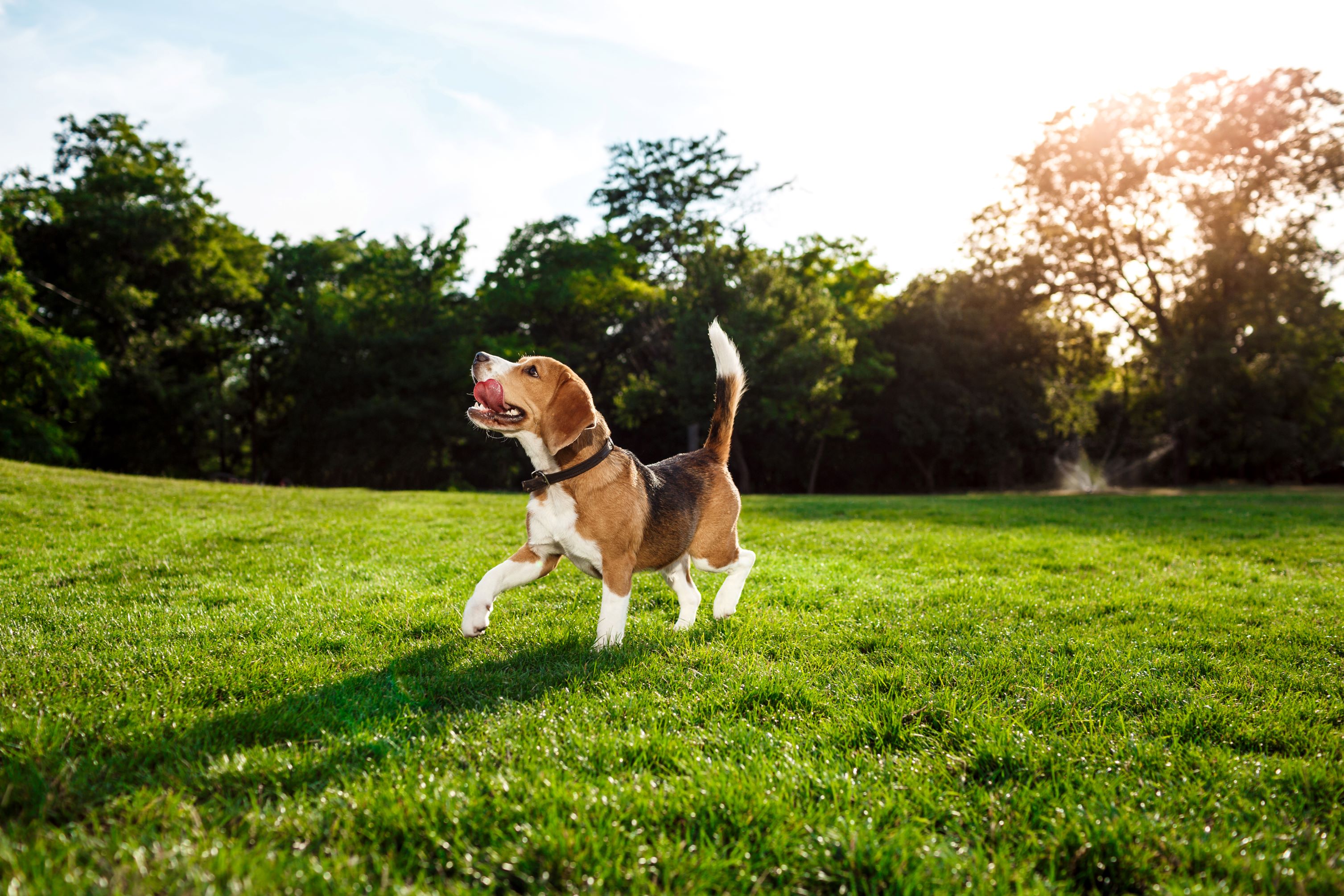 What to Expect at the Dog Park