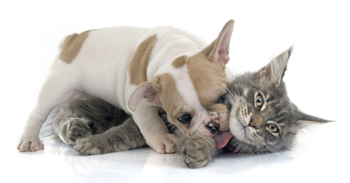 Dog & Cat Relationships  How to Get a Cat & Dog to Get Along