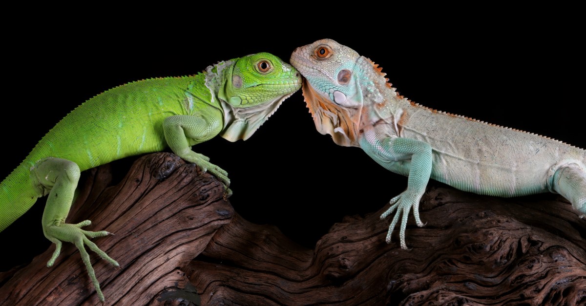 10 Facts You Probably Didn’t Know About Iguanas